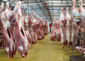 Carcasses de veau dans le pavillon des viandes de boucherie du marché international de Rungis (Val-de-Marne, France)