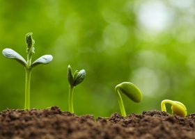 picture of small bud growing in spring  with different stages